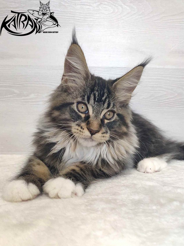 Katran Rick - Kitten maine-coon 3 months