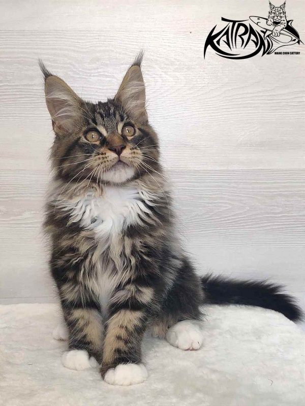 Katran Rick - Kitten maine-coon 3 months