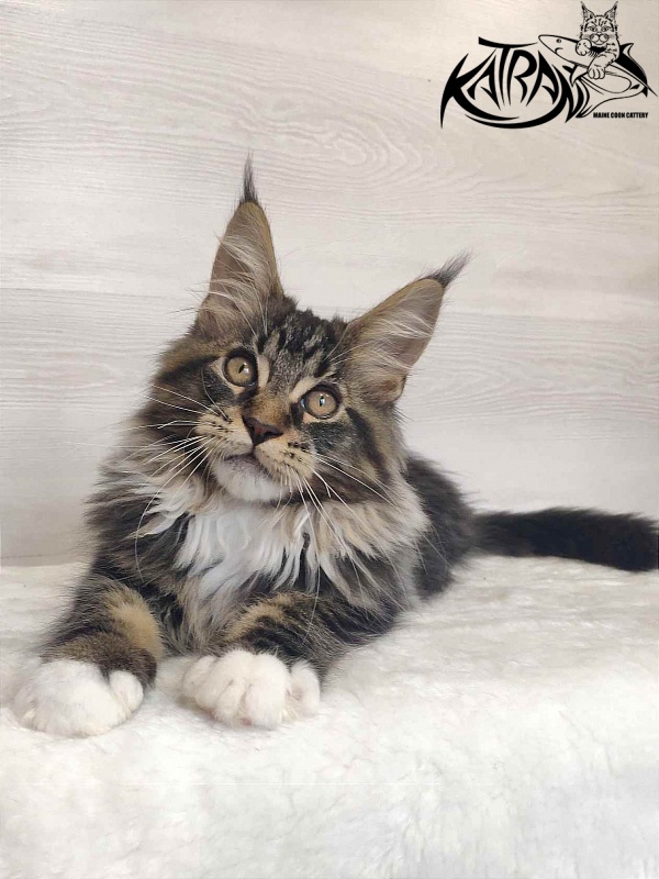 Katran Rick - Kitten maine-coon 3 months