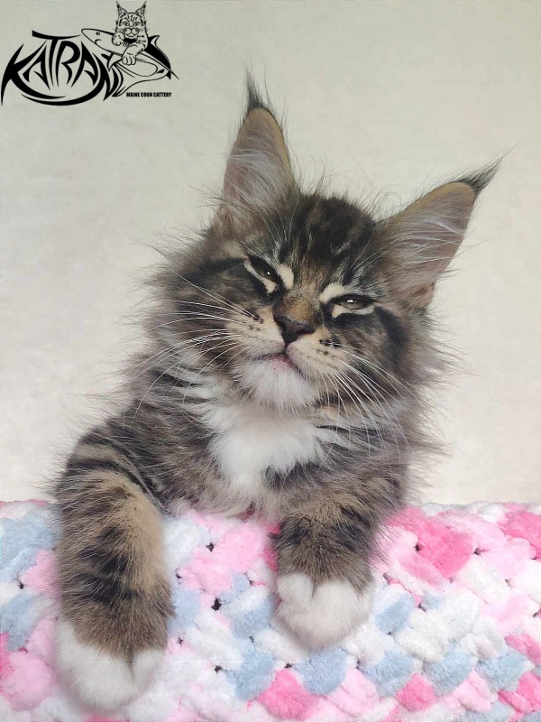 Katran Rick - Kitten maine-coon 1 month 2.5 weeks