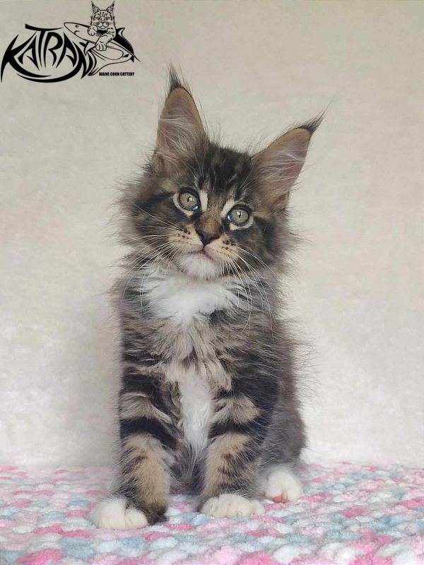 Katran Rick - Kitten maine-coon 1 month 2.5 weeks