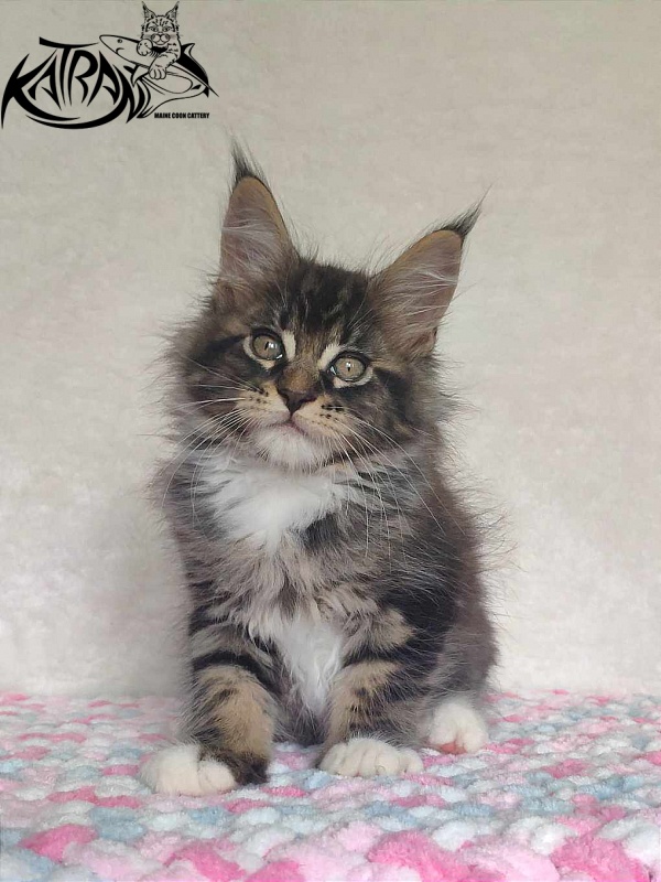 Katran Rick - Kitten maine-coon 1 month 2.5 weeks