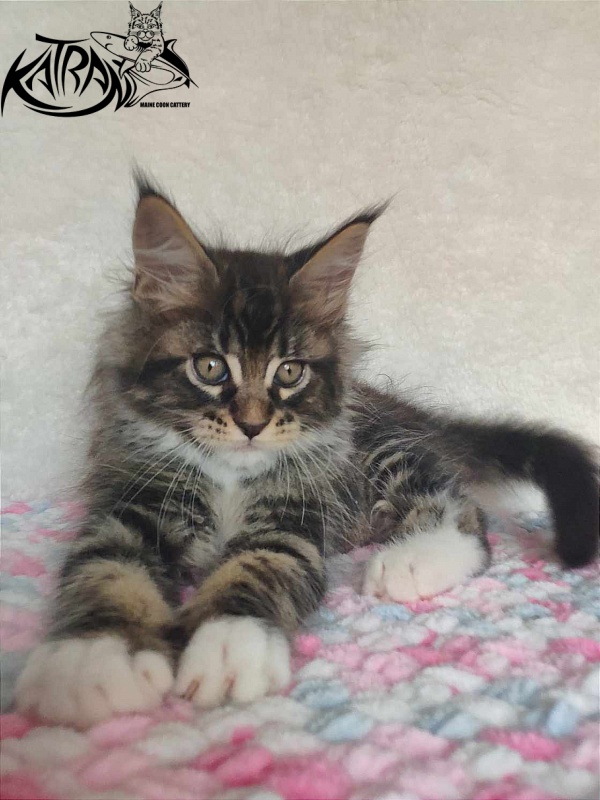 Katran Rick - Kitten maine-coon 1 month 2.5 weeks