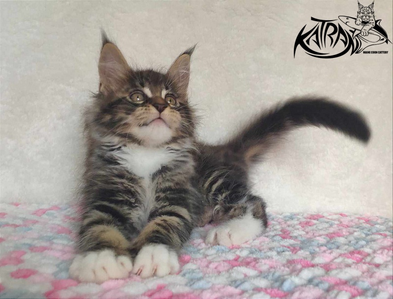 Katran Rick - Kitten maine-coon 1 month 2.5 weeks