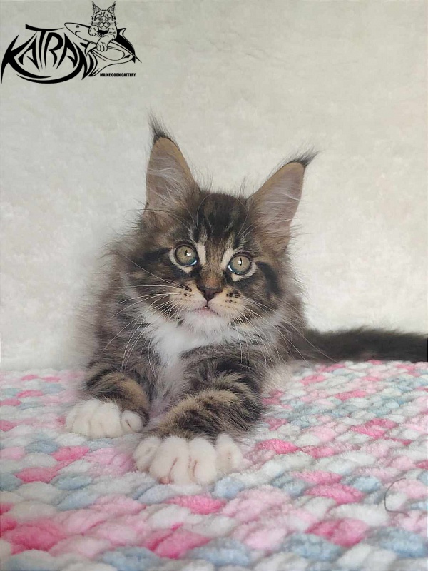 Katran Rick - Kitten maine-coon 1 month 2.5 weeks