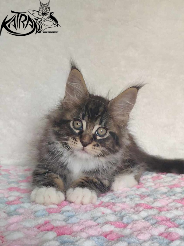 Katran Rick - Kitten maine-coon 1 month 2.5 weeks
