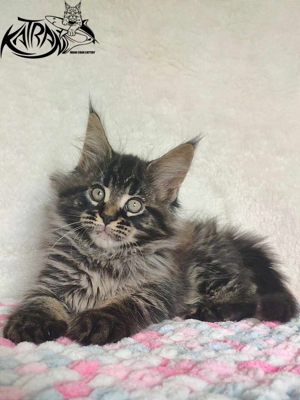 Katran Runa - Кошеня мейн-кун 1 місяць 2,5 тижні