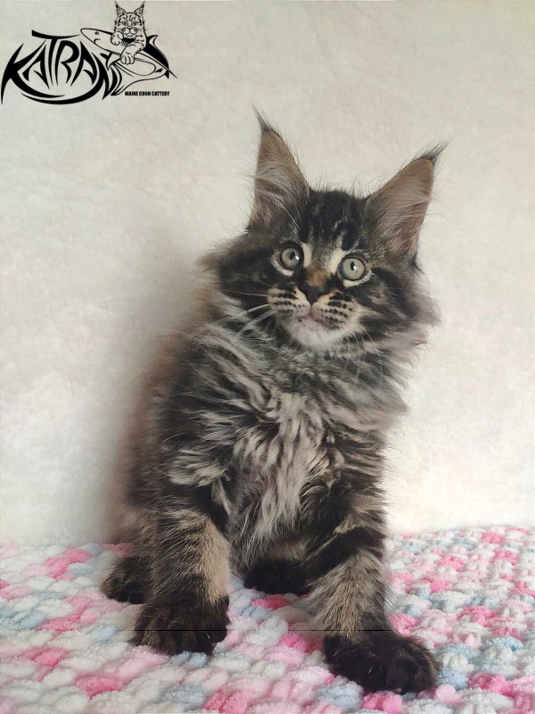 Katran Runa - Кошеня мейн-кун 1 місяць 2,5 тижні