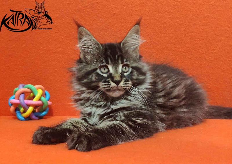 Katran Runa - Кошеня мейн-кун 2 місяця