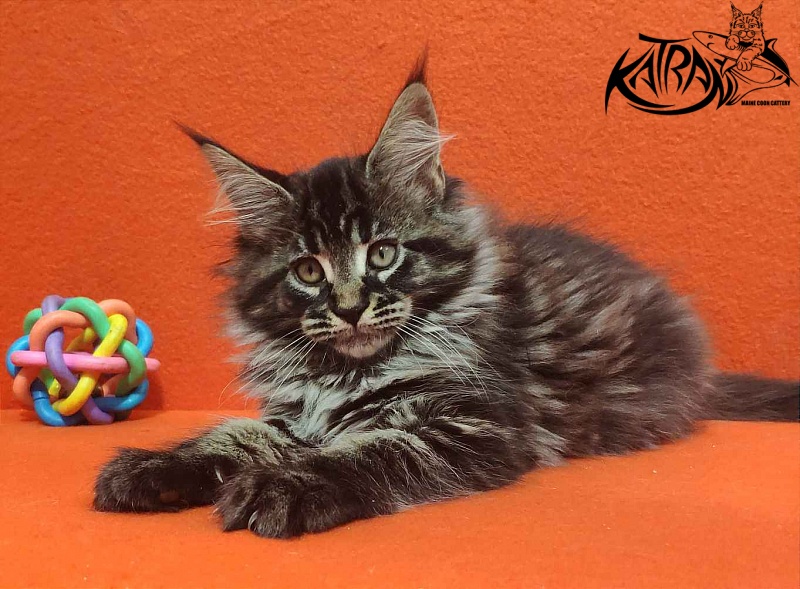 Katran Runa - Кошеня мейн-кун 2 місяця