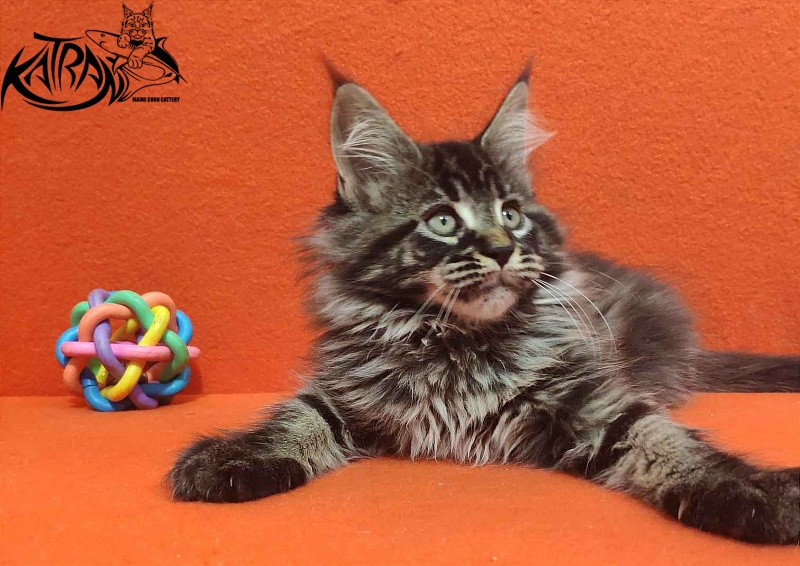 Katran Runa - Кошеня мейн-кун 2 місяця