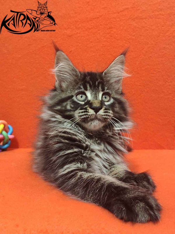 Katran Runa - Кошеня мейн-кун 2 місяця
