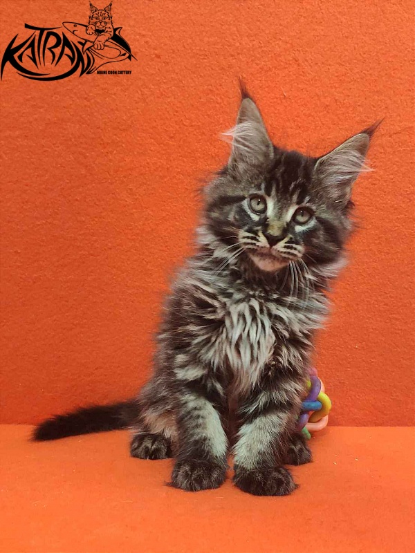 Katran Runa - Кошеня мейн-кун 2 місяця