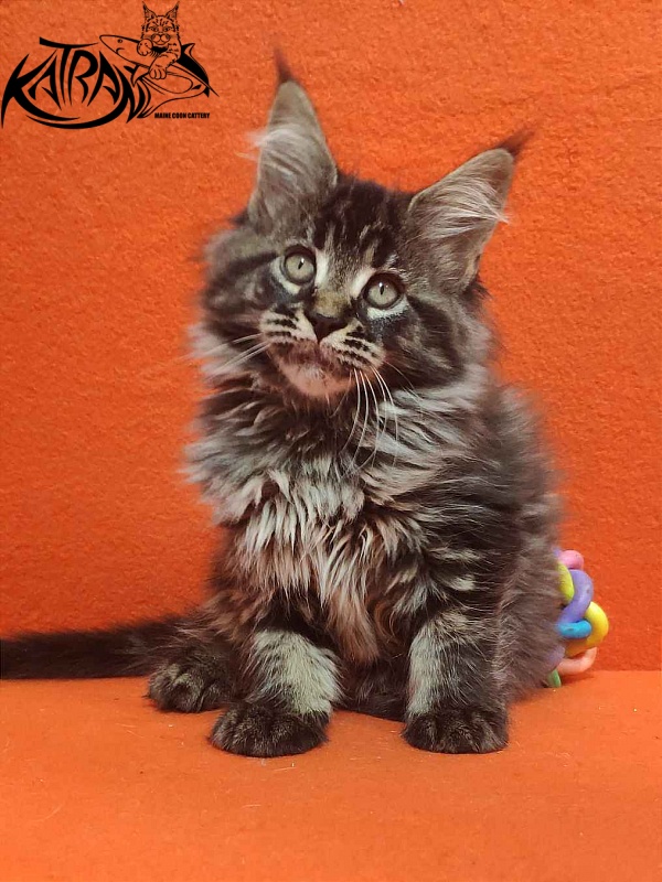 Katran Runa - Кошеня мейн-кун 2 місяця