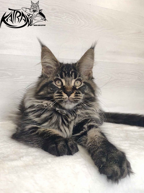 Katran Runa - Кошеня мейн-кун 3 місяця