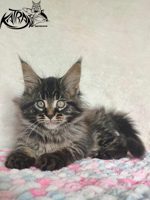 Katran Runa - Кошеня мейн-кун 1 місяць 2,5 тижні