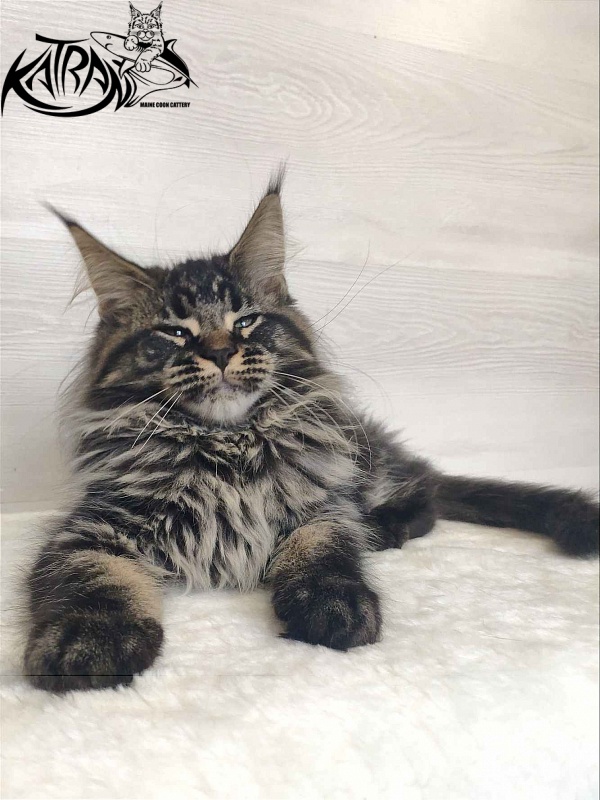 Katran Runa - Кошеня мейн-кун 3 місяця