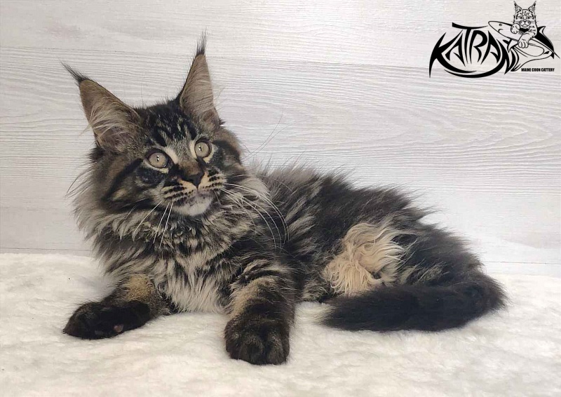 Katran Runa - Кошеня мейн-кун 3 місяця