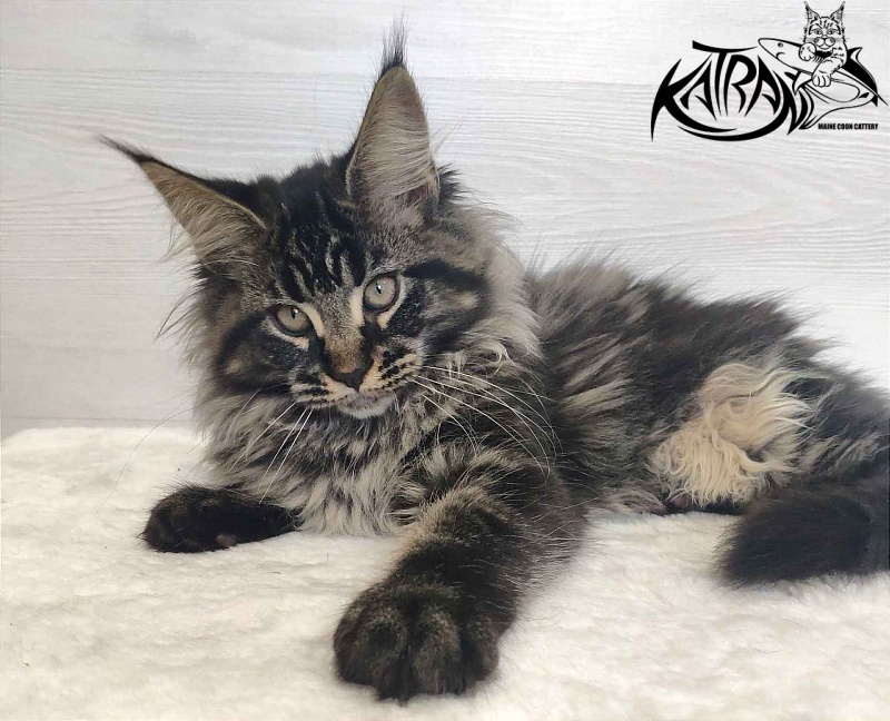 Katran Runa - Кошеня мейн-кун 3 місяця