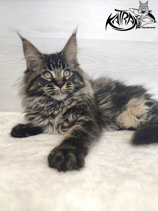 Katran Runa - Кошеня мейн-кун 3 місяця