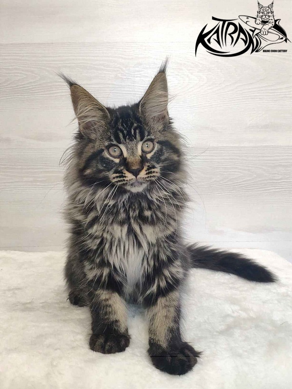 Katran Runa - Кошеня мейн-кун 3 місяця