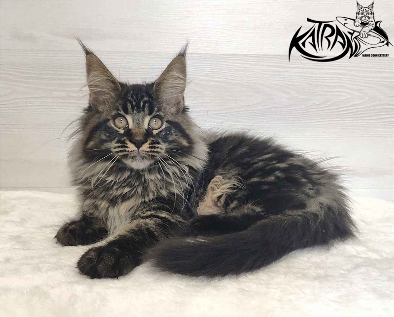 Katran Runa - Кошеня мейн-кун 3 місяця