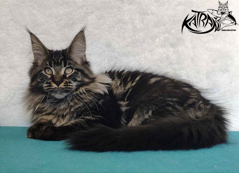 Katran Runa - Кошеня мейн-кун 4 місяця