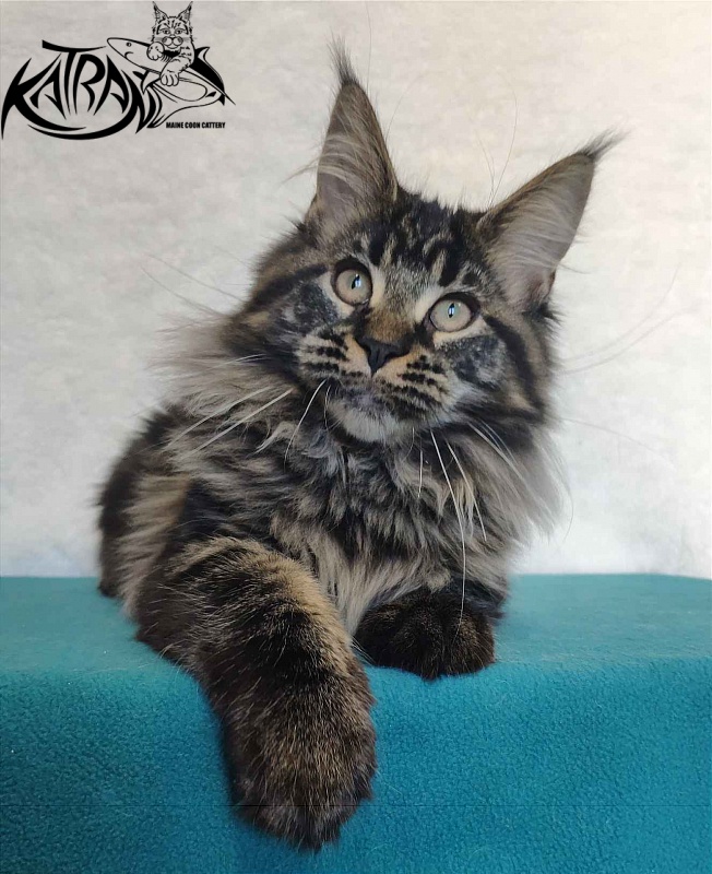 Katran Runa - Кошеня мейн-кун 4 місяця