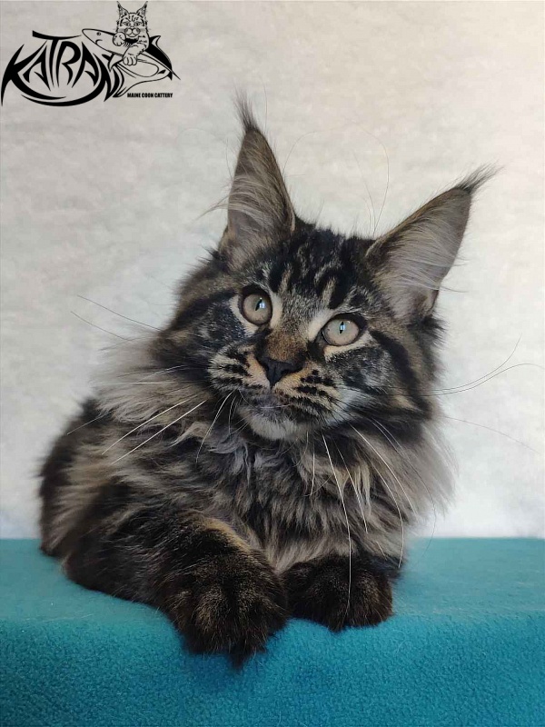 Katran Runa - Кошеня мейн-кун 4 місяця
