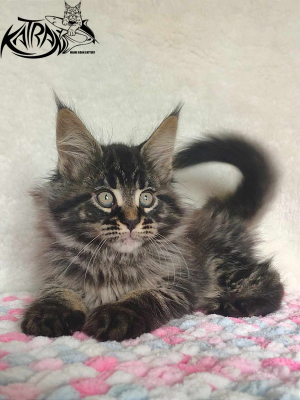 Katran Runa - Кошеня мейн-кун 1 місяць 2,5 тижні