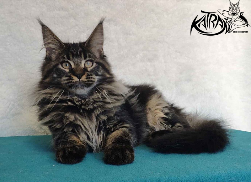 Katran Runa - Кошеня мейн-кун 4 місяця