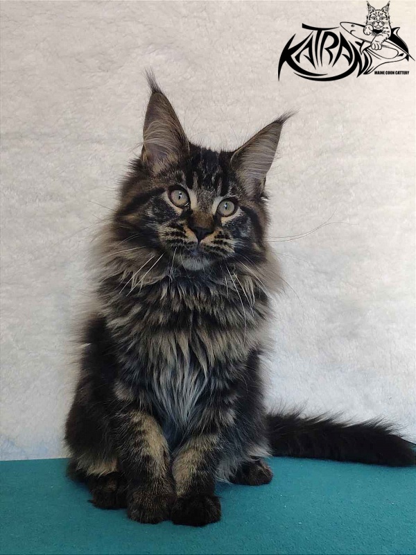 Katran Runa - Кошеня мейн-кун 4 місяця