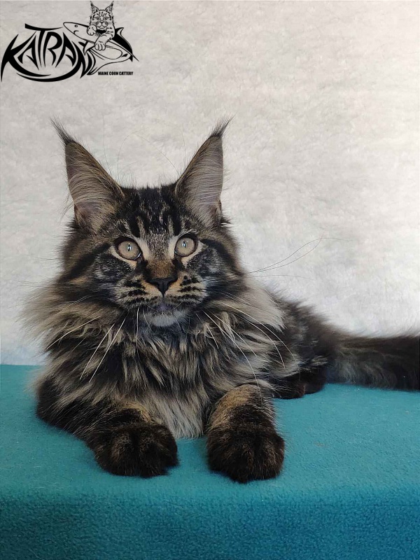 Katran Runa - Кошеня мейн-кун 4 місяця