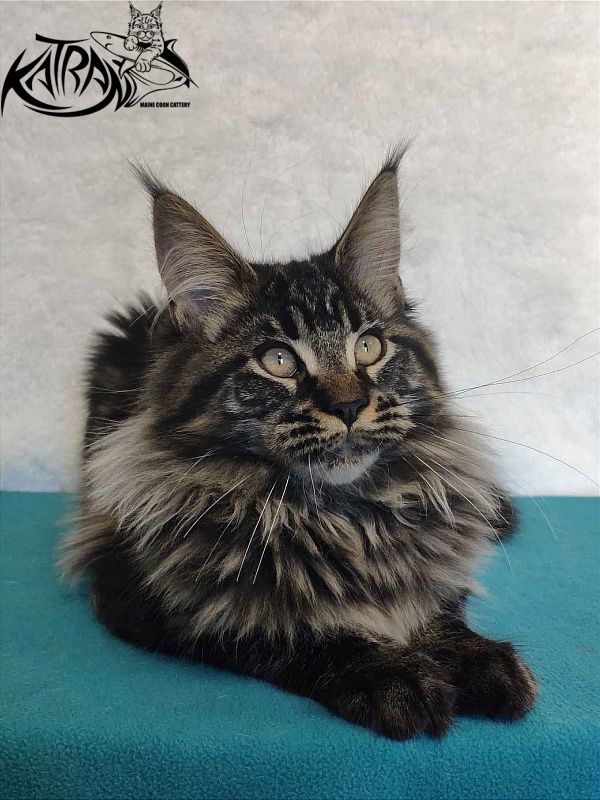 Katran Runa - Кошеня мейн-кун 4 місяця