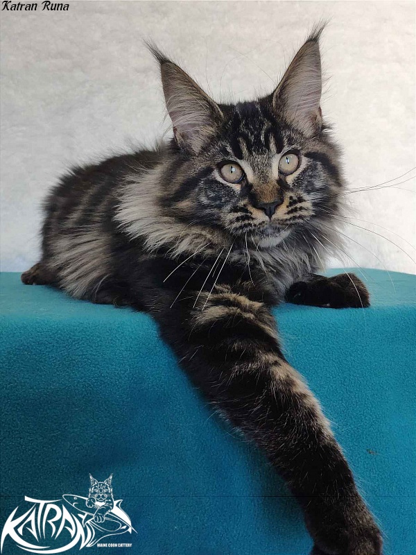 Katran Runa - Кошеня мейн-кун 4 місяця
