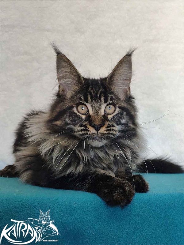 Katran Runa - Кошеня мейн-кун 4 місяця