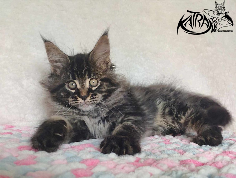 Katran Runa - Кошеня мейн-кун 1 місяць 2,5 тижні