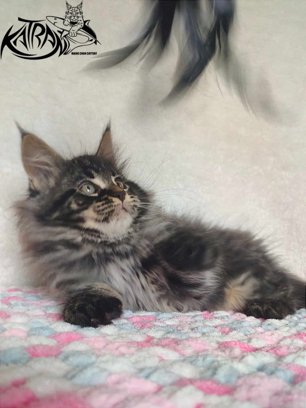 Katran Runa - Кошеня мейн-кун 1 місяць 2,5 тижні