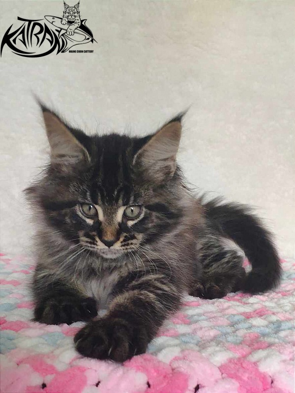 Katran Runa - Кошеня мейн-кун 1 місяць 2,5 тижні