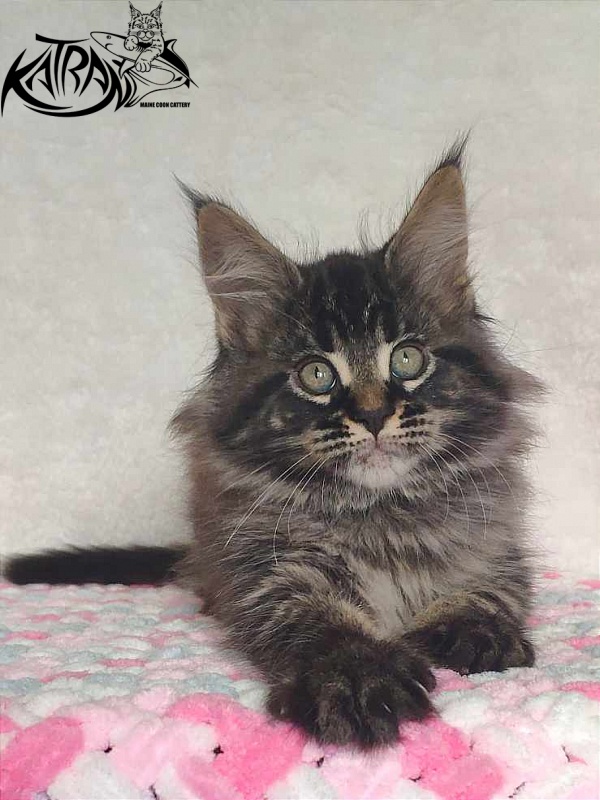Katran Runa - Кошеня мейн-кун 1 місяць 2,5 тижні