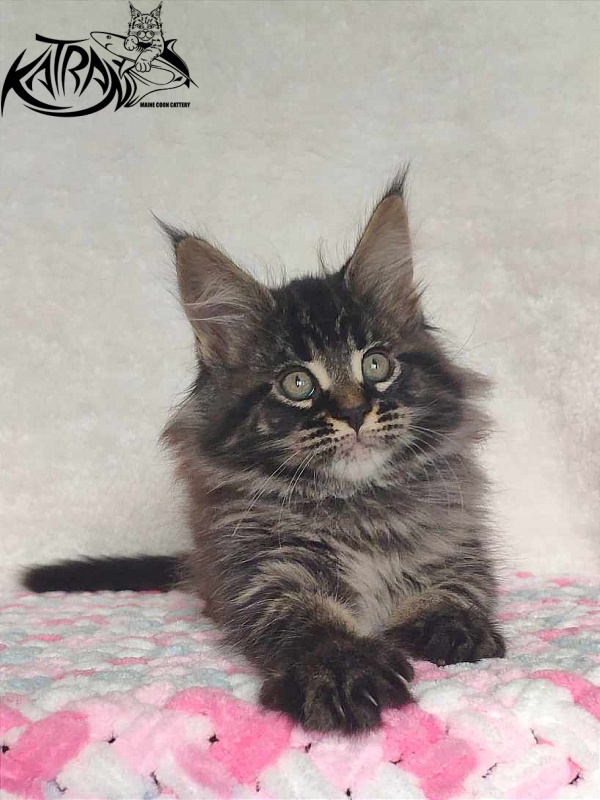 Katran Runa - Кошеня мейн-кун 1 місяць 2,5 тижні