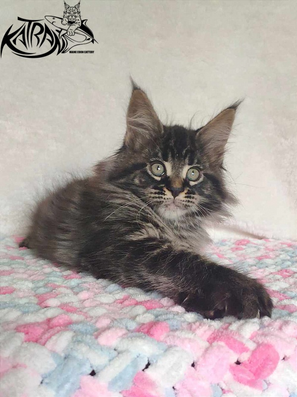 Katran Runa - Кошеня мейн-кун 1 місяць 2,5 тижні