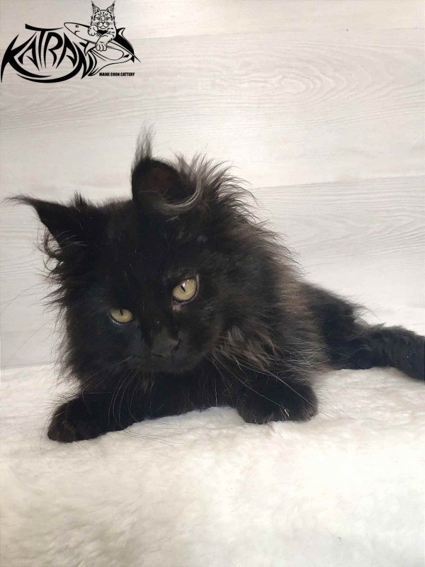 Katran Romeo - Кошеня мейн-кун 3 місяця