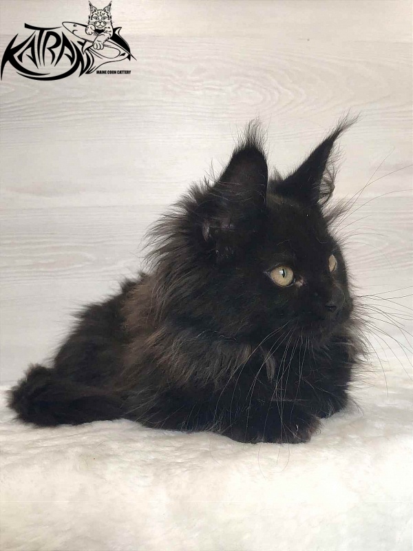 Katran Romeo - Кошеня мейн-кун 3 місяця