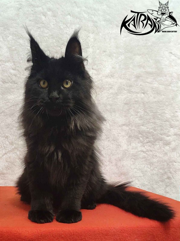 Katran Romeo - Кошеня мейн-кун 4 місяця