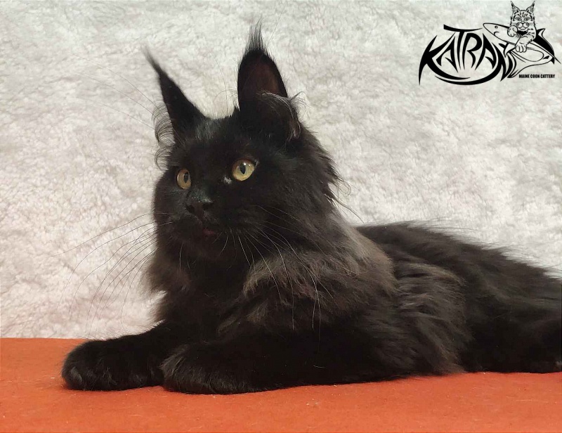 Katran Romeo - Кошеня мейн-кун 4 місяця