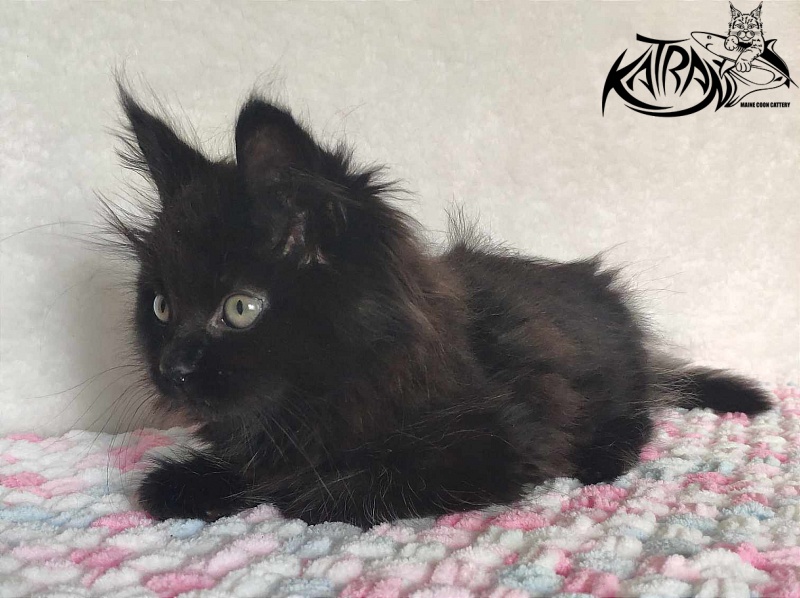 Katran Romeo - Кошеня мейн-кун 1 місяць 2,5 тижні