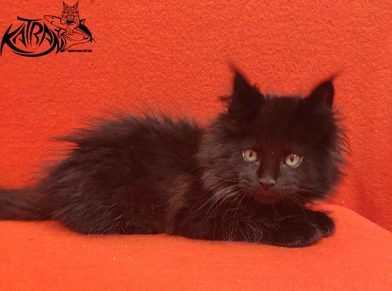 Katran Romeo - Кошеня мейн-кун 2 місяця