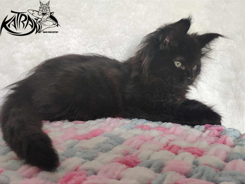 Katran Romeo - Кошеня мейн-кун 1 місяць 2,5 тижні