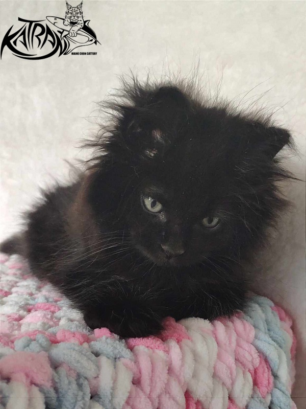 Katran Romeo - Кошеня мейн-кун 1 місяць 2,5 тижні